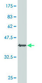 ANTI-PPARGC1A antibody produced in mouse clone 2F9, purified immunoglobulin, buffered aqueous solution