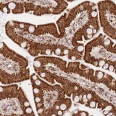 Anti-HSPE1 antibody produced in rabbit Prestige Antibodies&#174; Powered by Atlas Antibodies, affinity isolated antibody, buffered aqueous glycerol solution