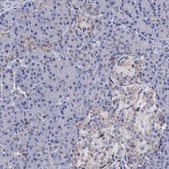 Anti-CTSB antibody produced in rabbit Prestige Antibodies&#174; Powered by Atlas Antibodies, affinity isolated antibody, buffered aqueous glycerol solution