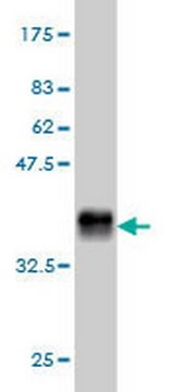 Anti-GHR Mouse mAb (3A12) liquid, clone 3A12, Calbiochem&#174;