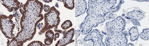 Anti-Ago 1 Antibody, clone 1L3 ZooMAb&#174; Rabbit Monoclonal recombinant, expressed in HEK 293 cells