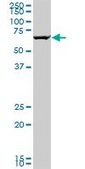 Monoclonal Anti-GRK6 antibody produced in mouse clone 2C3, purified immunoglobulin, buffered aqueous solution