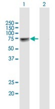 Anti-NUP98 antibody produced in mouse purified immunoglobulin, buffered aqueous solution