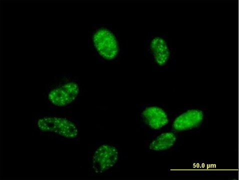 Anti-FLJ11806 antibody produced in mouse purified immunoglobulin, buffered aqueous solution