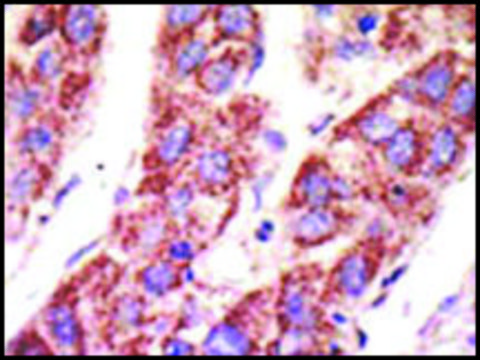 Anti-USP11 (C-term R565) antibody produced in rabbit IgG fraction of antiserum, buffered aqueous solution