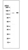 Anti-MSH3 Antibody, clone 1F6 clone 1F6, 1&#160;mg/mL, from mouse