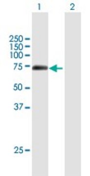 Anti-BHLHB9 antibody produced in mouse purified immunoglobulin, buffered aqueous solution