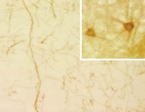 Anti-Serotonin Transporter Antibody, clone 17-7A4 clone 17-7A4, Chemicon&#174;, from mouse