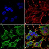 Monoclonal Anti-Gaba-B Receptor 1 - Apc antibody produced in mouse clone S93A-49, purified immunoglobulin