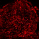 Milli-Mark Anti-SSEA-4-PE Antibody, clone MC-813-70 clone MC-813-70, Milli-Mark&#174;, from mouse