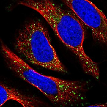 Anti-TAPT1 antibody produced in rabbit Prestige Antibodies&#174; Powered by Atlas Antibodies, affinity isolated antibody