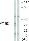 Anti-MT-ND1 antibody produced in rabbit affinity isolated antibody