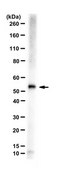 Anti-FMO3 Antibody serum, from rabbit