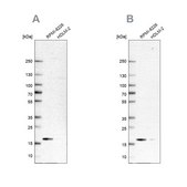 Anti-MZB1 antibody produced in rabbit Prestige Antibodies&#174; Powered by Atlas Antibodies, affinity isolated antibody