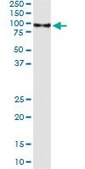 Monoclonal Anti-DEAF1 antibody produced in mouse clone 6F10, purified immunoglobulin, buffered aqueous solution