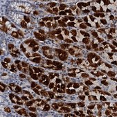 Anti-GIF antibody produced in rabbit Prestige Antibodies&#174; Powered by Atlas Antibodies, affinity isolated antibody, buffered aqueous glycerol solution