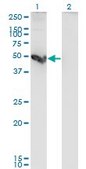 Monoclonal Anti-CTSE antibody produced in mouse clone 2D5, purified immunoglobulin, buffered aqueous solution