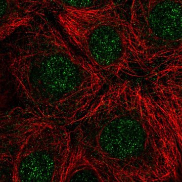 Anti-RNASEH2C antibody produced in rabbit Prestige Antibodies&#174; Powered by Atlas Antibodies, affinity isolated antibody