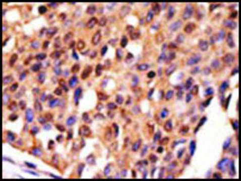Anti-ABCB6 (C-term) antibody produced in rabbit IgG fraction of antiserum, buffered aqueous solution