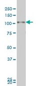 Monoclonal Anti-PGR, (N-terminal) antibody produced in mouse clone 2C2, purified immunoglobulin, buffered aqueous solution