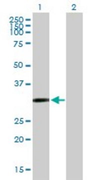 Anti-CDO1 antibody produced in mouse purified immunoglobulin, buffered aqueous solution