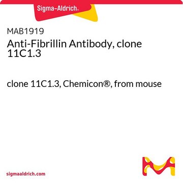 Anti-Fibrillin Antibody, clone 11C1.3 clone 11C1.3, Chemicon&#174;, from mouse