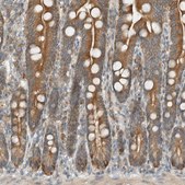 Anti-SEL1L antibody produced in rabbit Prestige Antibodies&#174; Powered by Atlas Antibodies, affinity isolated antibody, buffered aqueous glycerol solution