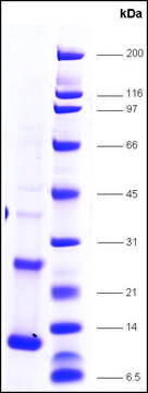 TFIIA-p12 human recombinant, expressed in E. coli, &#8805;80% (SDS-PAGE)