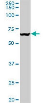 Anti-VCP Mouse mAb (4A8) liquid, clone 4A8, Calbiochem&#174;