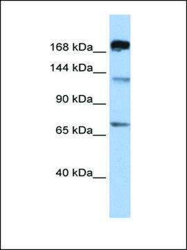 Anti-MTR antibody produced in rabbit affinity isolated antibody