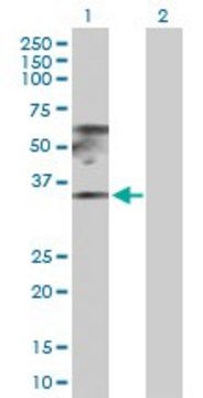 Anti-RPL17 antibody produced in rabbit purified immunoglobulin, buffered aqueous solution