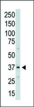Anti-Aurora-C (C-term) antibody produced in rabbit IgG fraction of antiserum, buffered aqueous solution