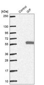 Anti-GIF antibody produced in rabbit Prestige Antibodies&#174; Powered by Atlas Antibodies, affinity isolated antibody, buffered aqueous glycerol solution