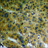Anti-phospho-ETS1 (pThr38) antibody produced in rabbit affinity isolated antibody