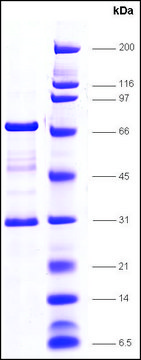 TFIIF (RAP30+Rap74) human recombinant, expressed in E. coli, &#8805;80% (SDS-PAGE)