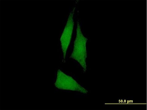 Anti-PTK6 antibody produced in mouse purified immunoglobulin, buffered aqueous solution