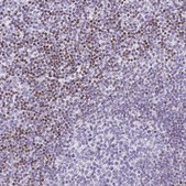 Anti-BEND2 antibody produced in rabbit Prestige Antibodies&#174; Powered by Atlas Antibodies, affinity isolated antibody, buffered aqueous glycerol solution