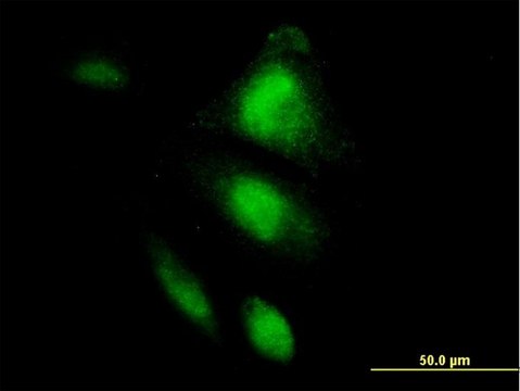 Monoclonal Anti-HSPA2 antibody produced in mouse clone 3H7, purified immunoglobulin, buffered aqueous solution