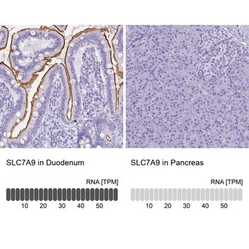 Anti-SLC7A9 antibody produced in rabbit Prestige Antibodies&#174; Powered by Atlas Antibodies, affinity isolated antibody, buffered aqueous glycerol solution