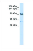 Anti-MTHFD1 antibody produced in rabbit affinity isolated antibody