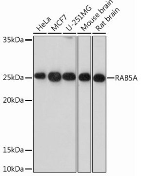 Anti-RAB5A antibody produced in rabbit