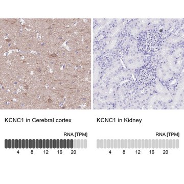 Anti-KCNC1 antibody produced in rabbit Prestige Antibodies&#174; Powered by Atlas Antibodies, affinity isolated antibody, buffered aqueous glycerol solution