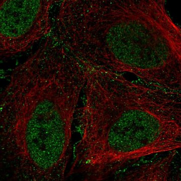 Anti-ARID1B antibody produced in rabbit Prestige Antibodies&#174; Powered by Atlas Antibodies, affinity isolated antibody