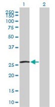 Anti-GSTA5 antibody produced in rabbit purified immunoglobulin, buffered aqueous solution