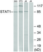 Anti-STAT1 antibody produced in rabbit affinity isolated antibody