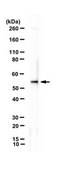 Anti-Pannexin-1/PANX1 Antibody from rabbit, purified by affinity chromatography