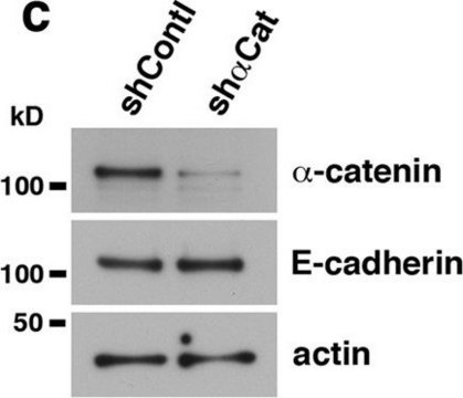 Anti-E-Cadherin Antibody, clone 67A4, Azide Free clone 67A4, Chemicon&#174;, from mouse