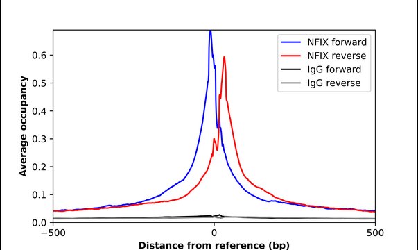 Anti-NFIX antibody produced in rabbit Prestige Antibodies&#174; Powered by Atlas Antibodies, affinity isolated antibody