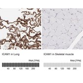 Anti-ICAM1 antibody produced in rabbit Prestige Antibodies&#174; Powered by Atlas Antibodies, affinity isolated antibody, buffered aqueous glycerol solution