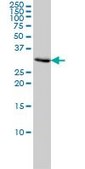 Monoclonal Anti-PCNA antibody produced in mouse clone 1G7, purified immunoglobulin, buffered aqueous solution